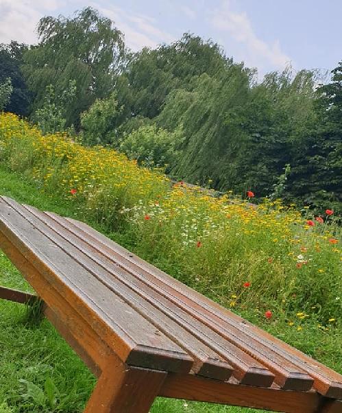 Grange Park wild flower strip and bench